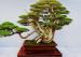 什么样的树植能驱邪祈福呢？来讲讲驱邪避邪的植物(图文)